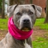 Fotografía perro gris con pañoleta fucsia