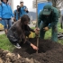 Ciudadanos plantando arboles con el distrito